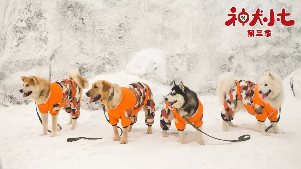 《神犬小七3》激萌归来，，，，，，景田相伴热血救援